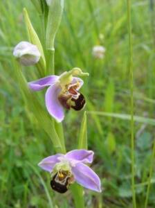 apifera