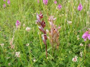 himantoglossum