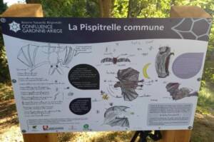 pipistrelle