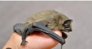 pipistrelle